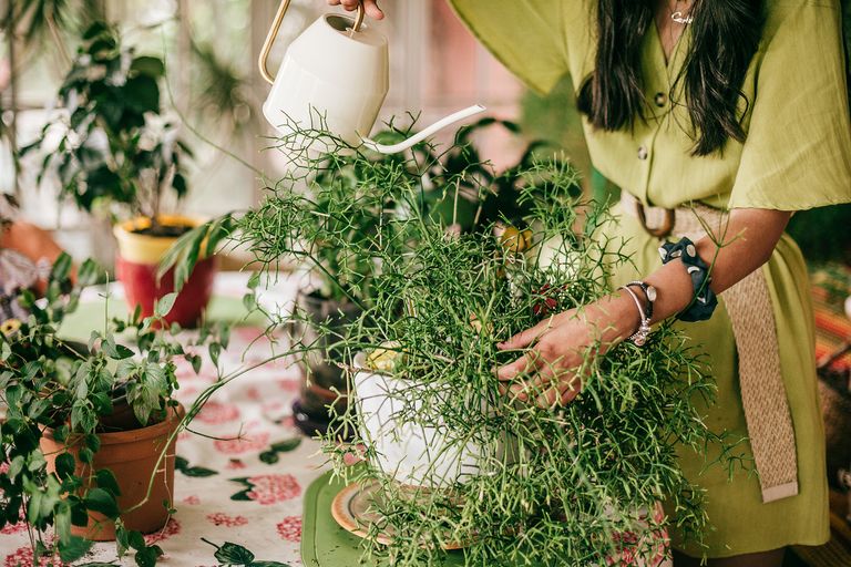 How often should you water indoor plants – Lady watering house plants