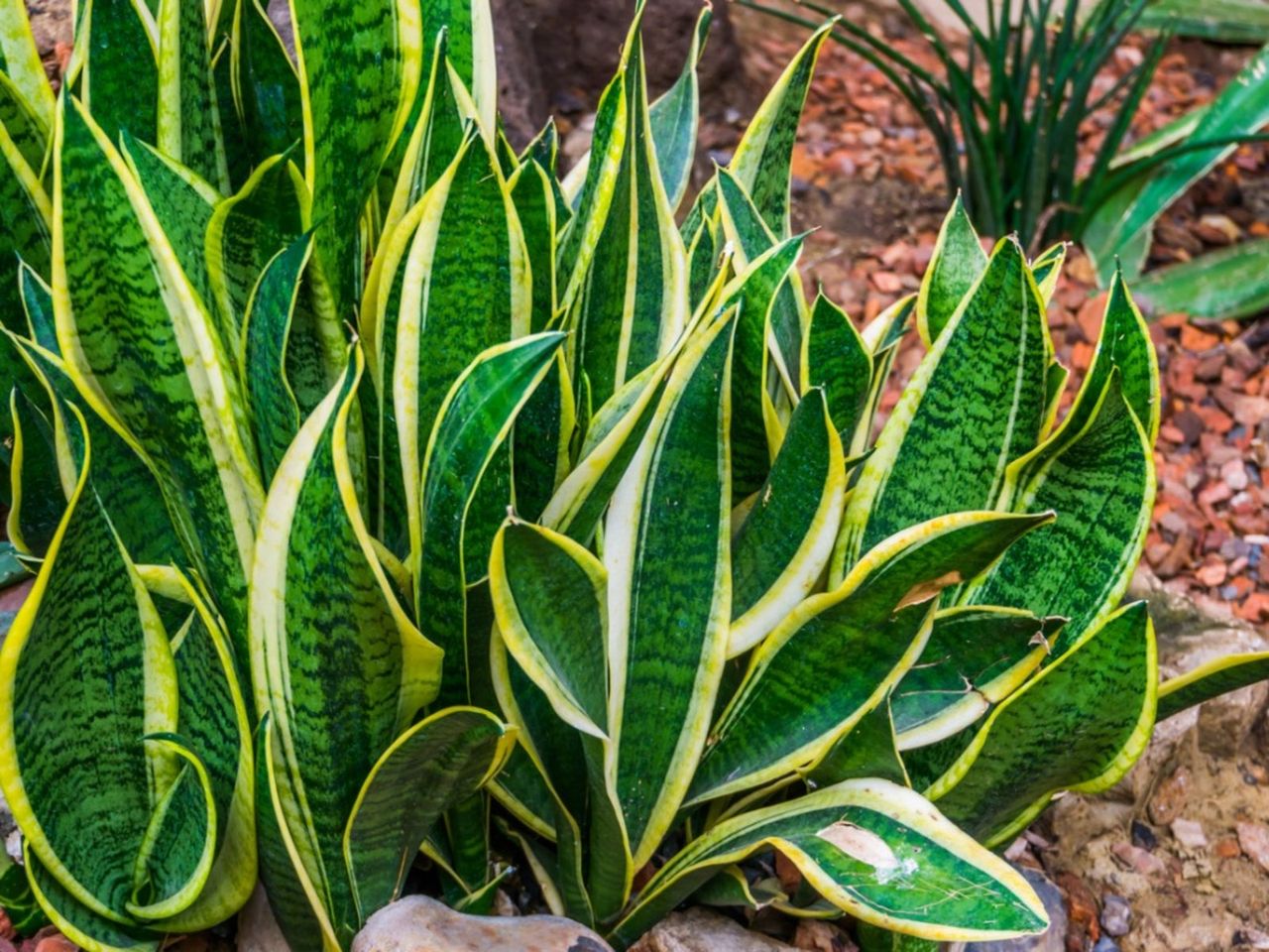 Snake Plants