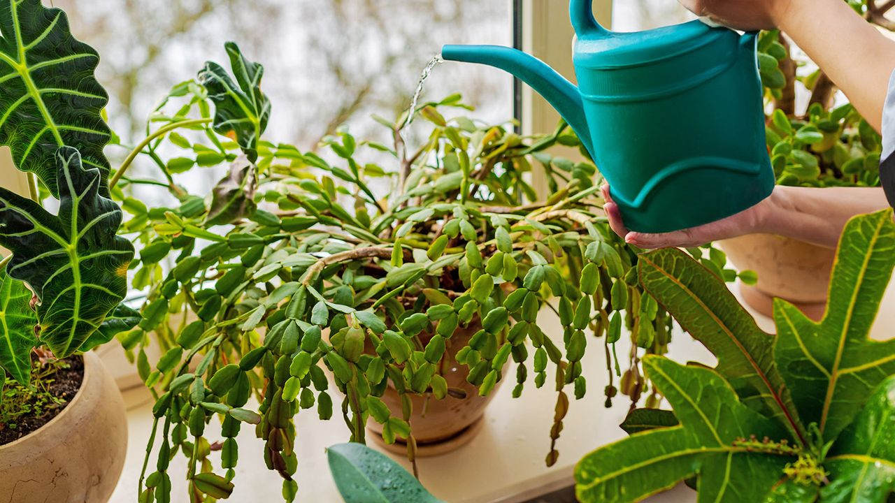 Watering Christmas cactus with teal watering can on sunny windowsill