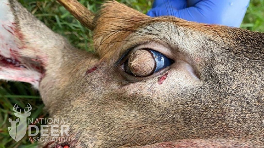 Close-up of deer head, the right eye is shown and has a circle of hair covering the cornea