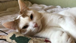 A white and ginger cat reclining