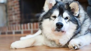 Husky dog lying on the floor and looking in pain