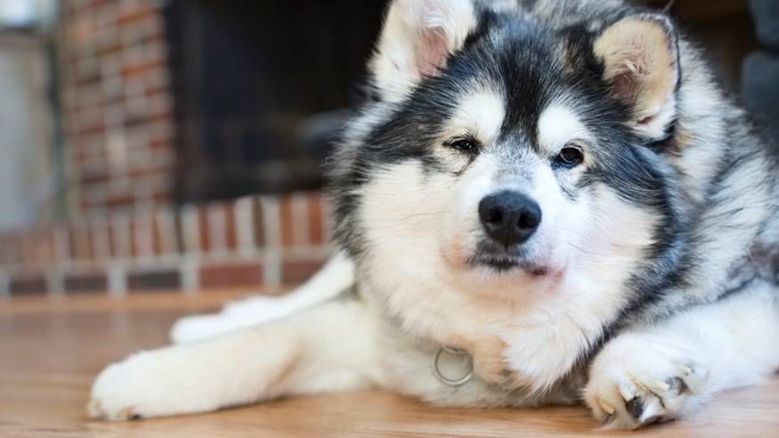 dog shaking with Cushing&#039;s Disease