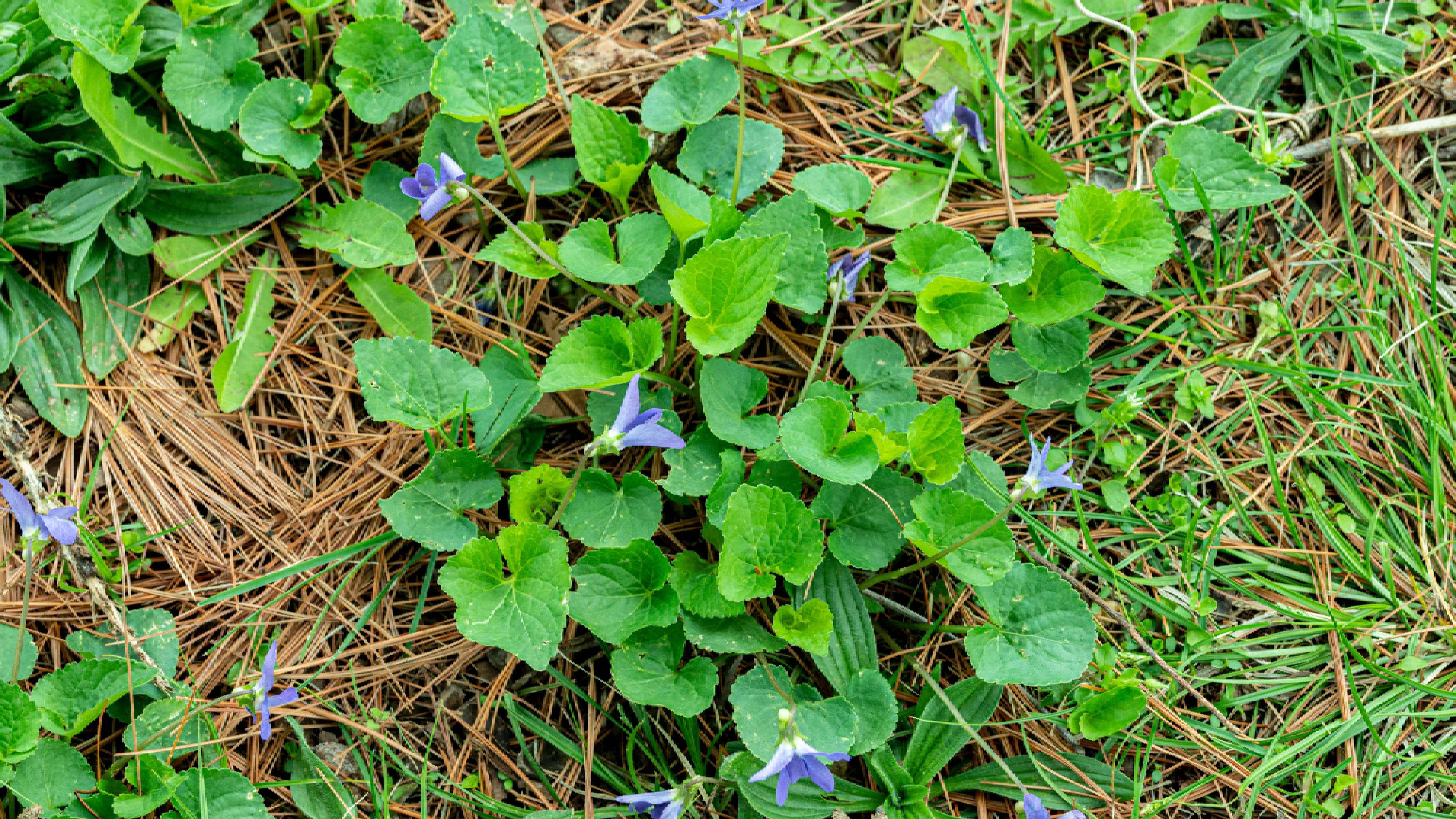 Wild violets taking over lawn