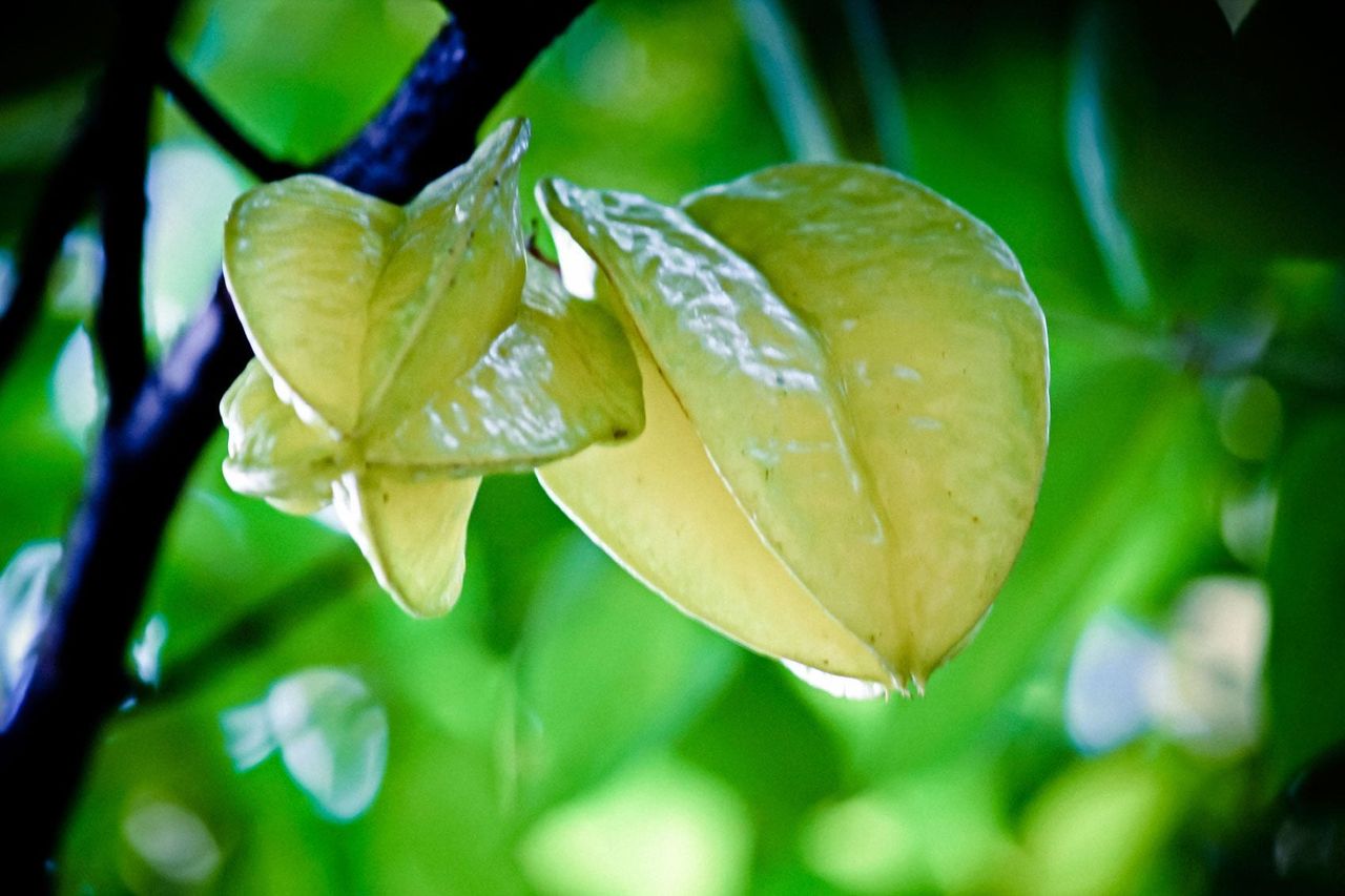 Starfruit Tree