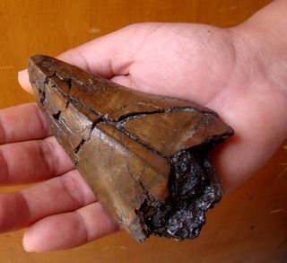 A large Purussaurus tooth found in the Pebas Formation, which is close to Iquitos City, Peru.