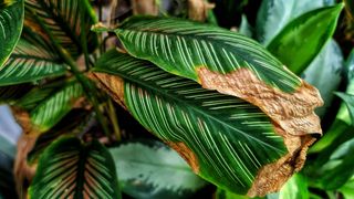 Burnt leaves on Calathea houseplant