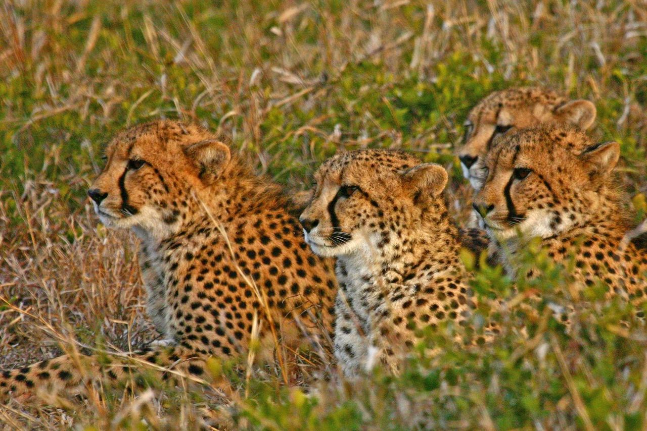 GuruShots - Nature March 2026
