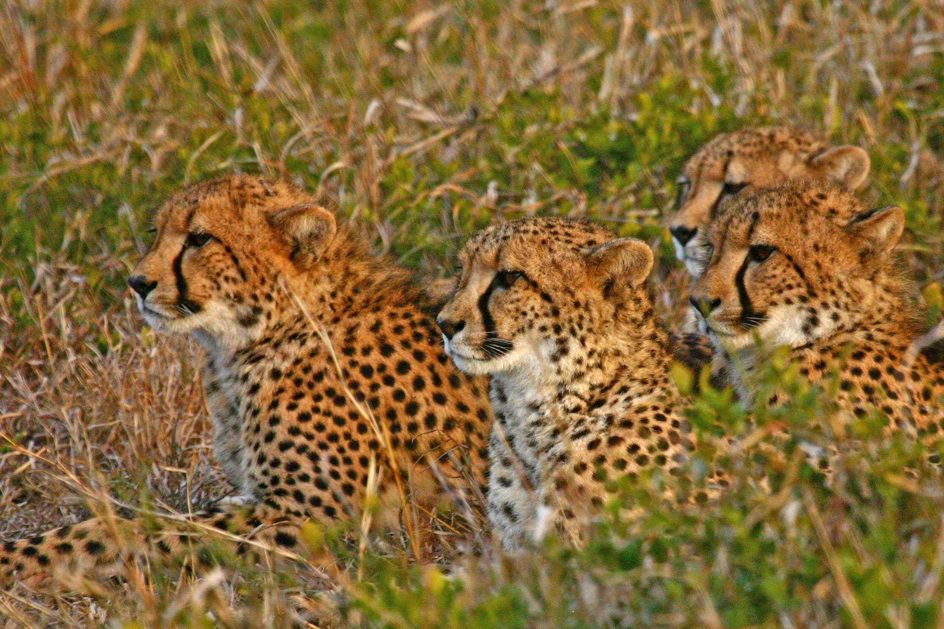 GuruShots - Nature March 2026