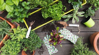 garden gloves and potted herbs
