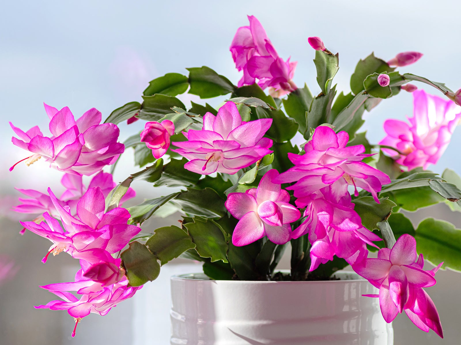 Thanksgiving cactus with bright pink flowers in white pot