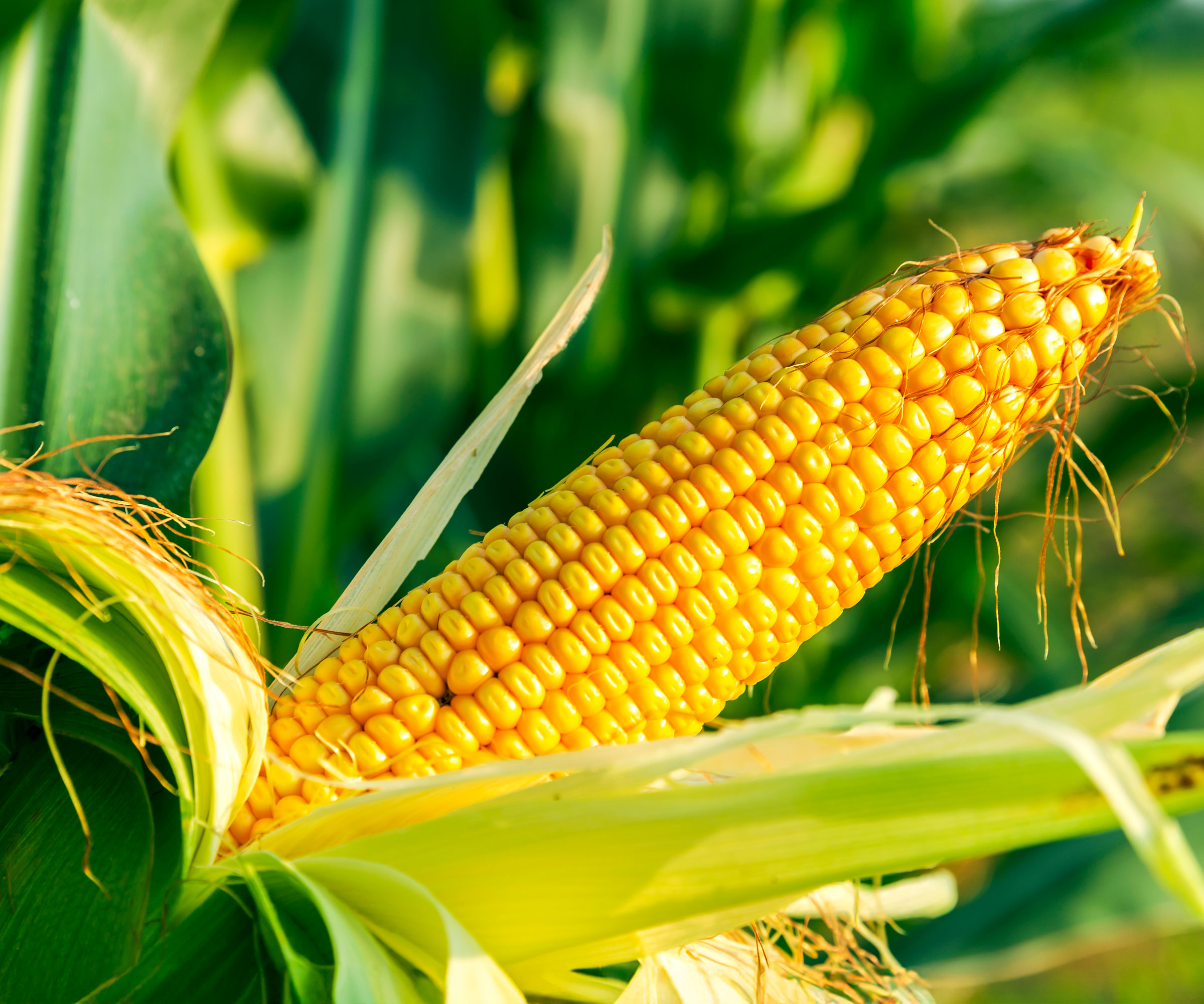 yellow corn cob growing on corn plant