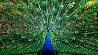 A peacock with its tail fan open