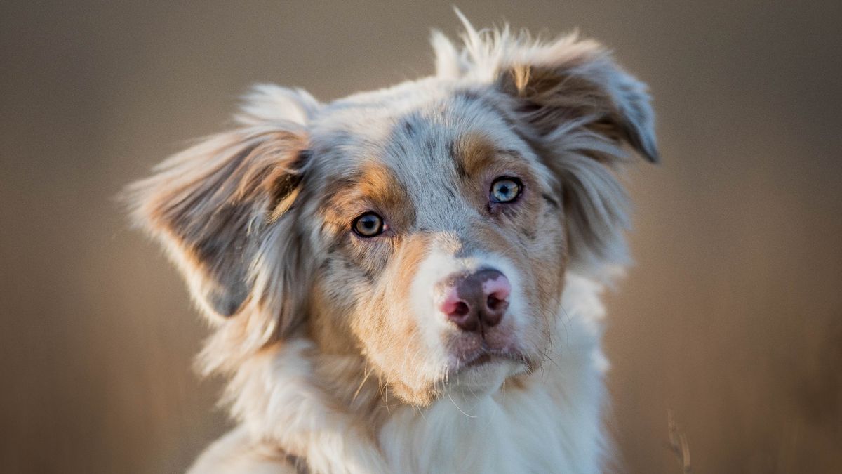 32 best dogs for extroverts | PetsRadar
