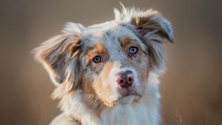 Portrait of Australian Shepherd Dog