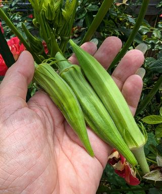 Fresh okra harvested from the garden in a person's hand