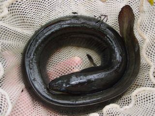 An American eel. 