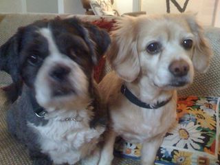 Scruffy (left) and Duff belong to podcast host Debbie Millman