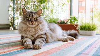 Maine Coon cat lazily lies on woven carpet on balcony