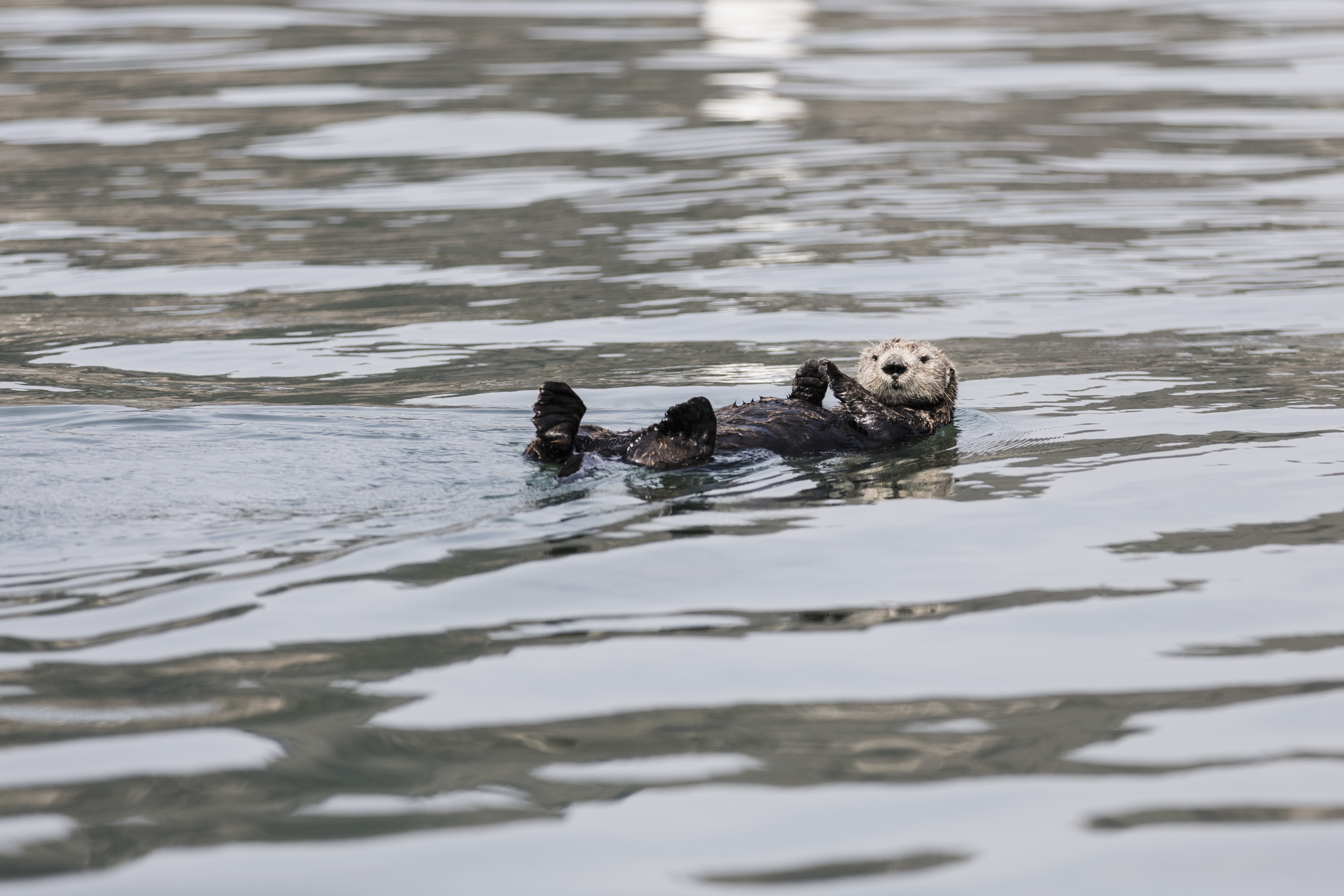 An otter floating on its own