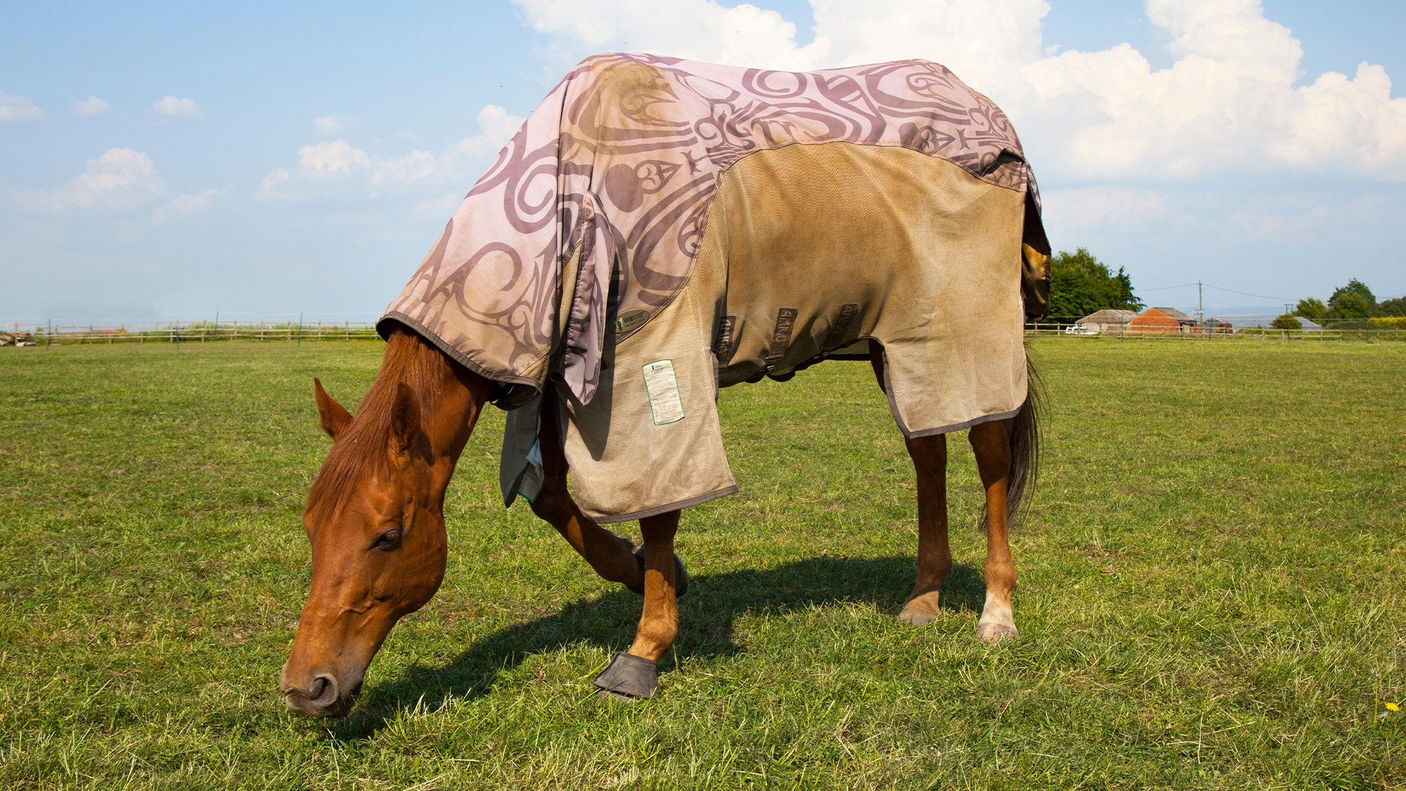 Horse wearing dirty fly rug