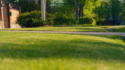 A manicured front lawn in the spring sunshine