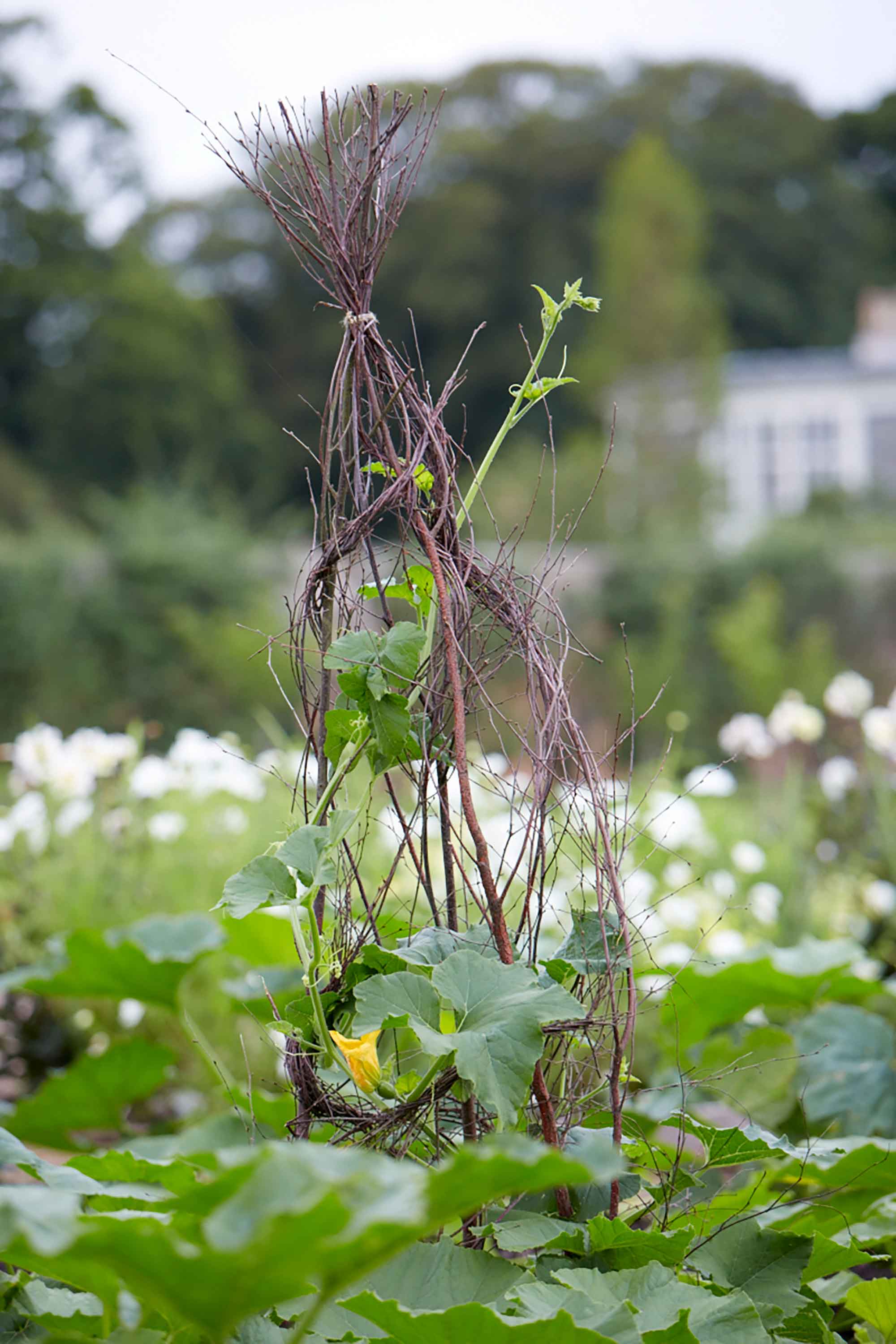 woven obelisk in vegetable garden