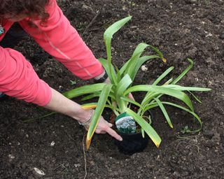 Making sure a perennial is planted at the right depth