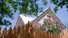 Branches overhanging a wooden fence