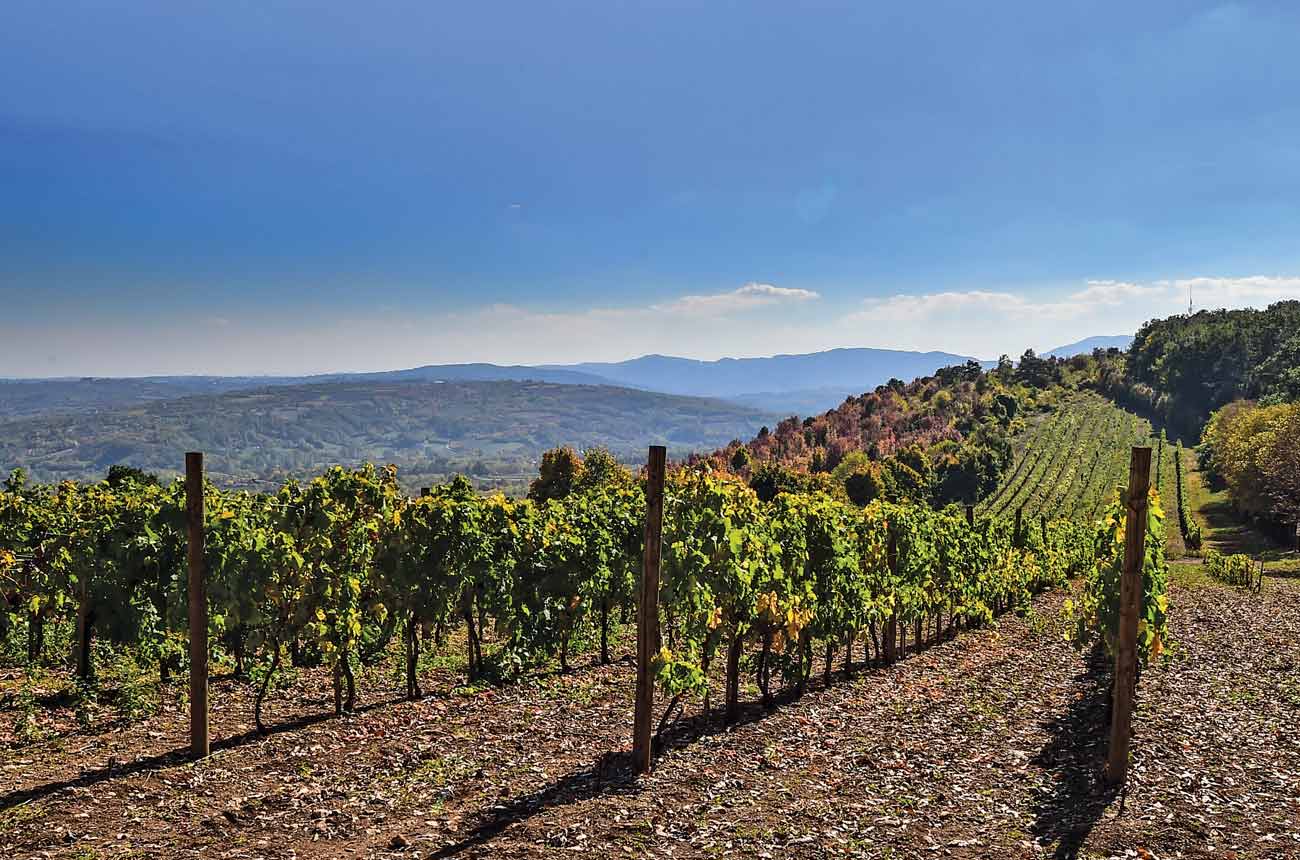 Rows of vines with mountains in the background
