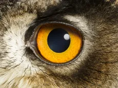An owl's eye