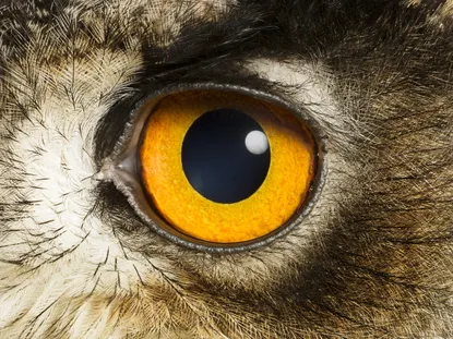 An owl's eye