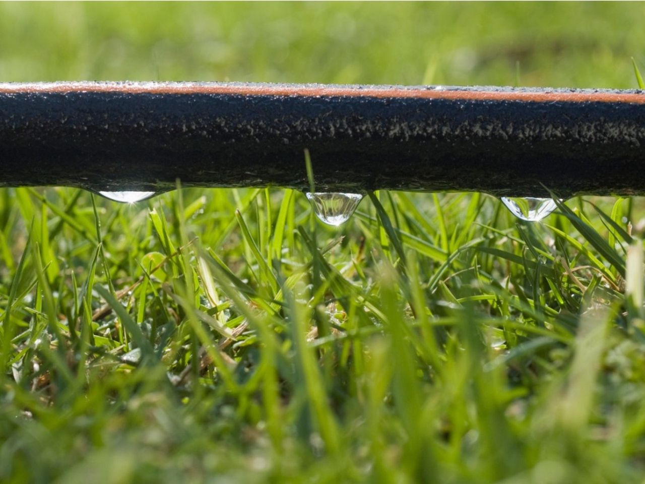 Soaker Irrigation Hose In The Lawn