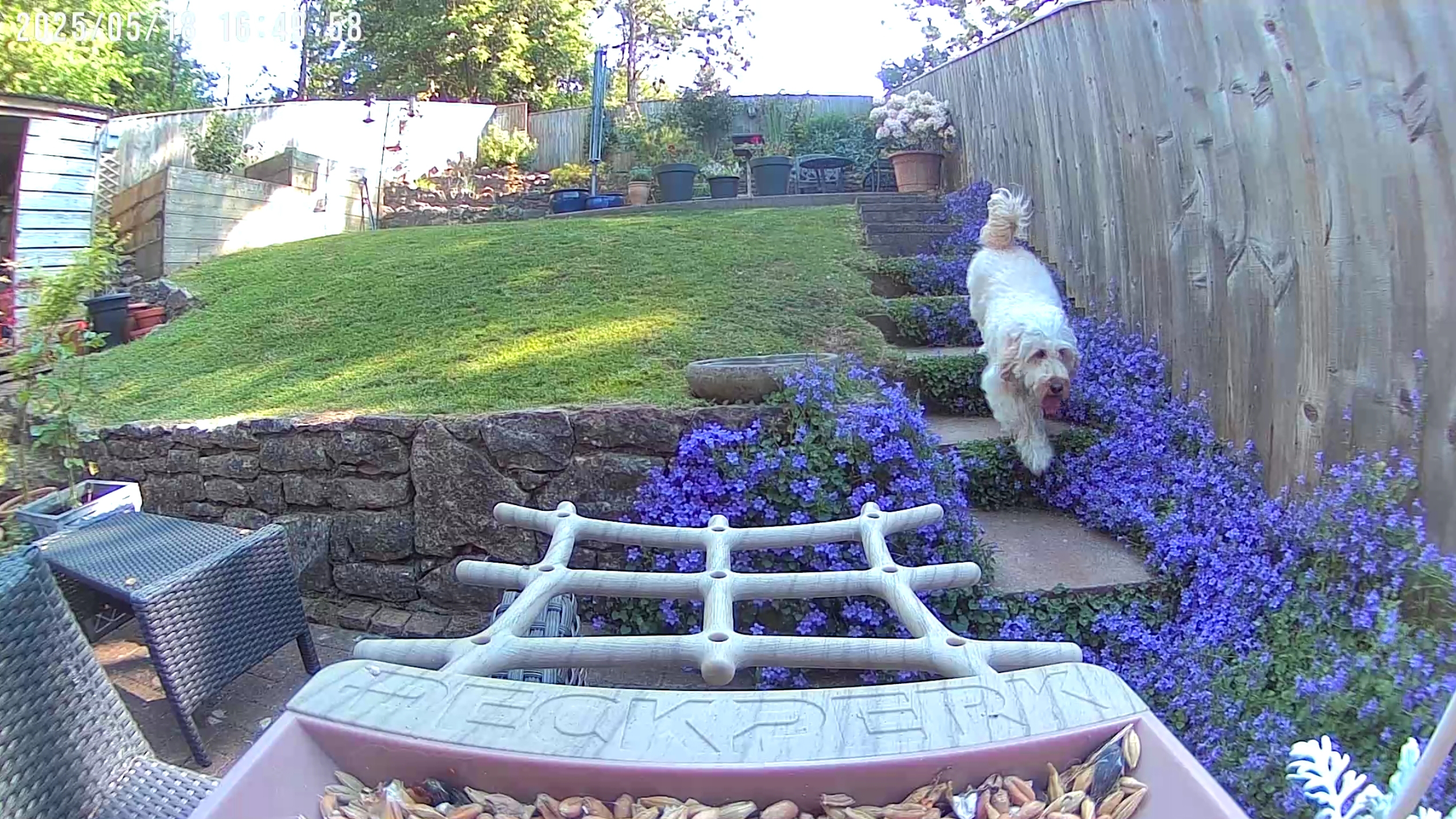 PeckPerk bird camera review
