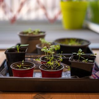 Seedlings in pots in propagator tray