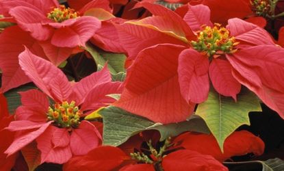 A child weighing around 50 pounds would reportedly have to consume well more than a pound of Poinsettia leaves to become ill.