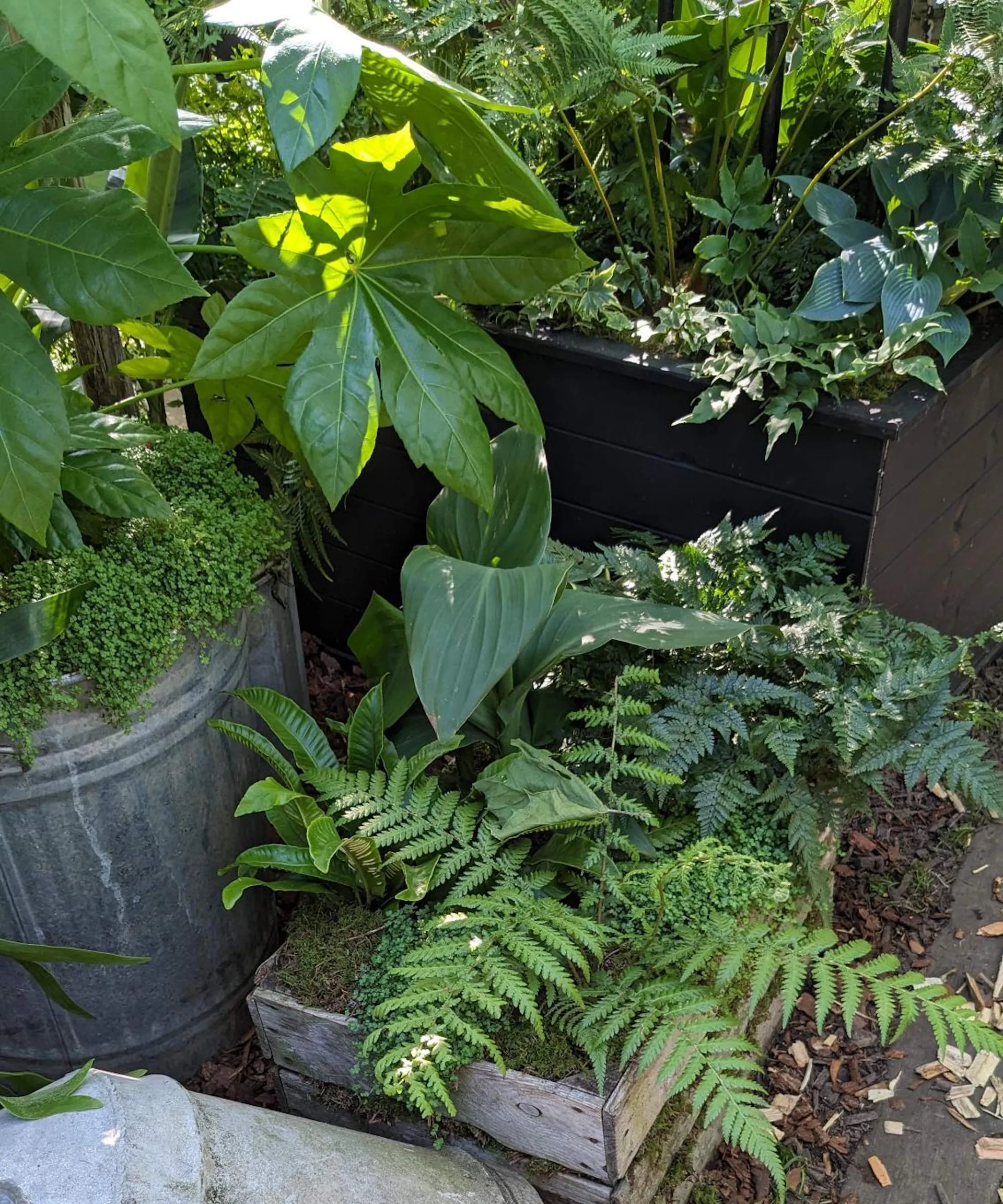 Plants growing in wooden and metal containers at the RHS Chelsea Flower Show 2024