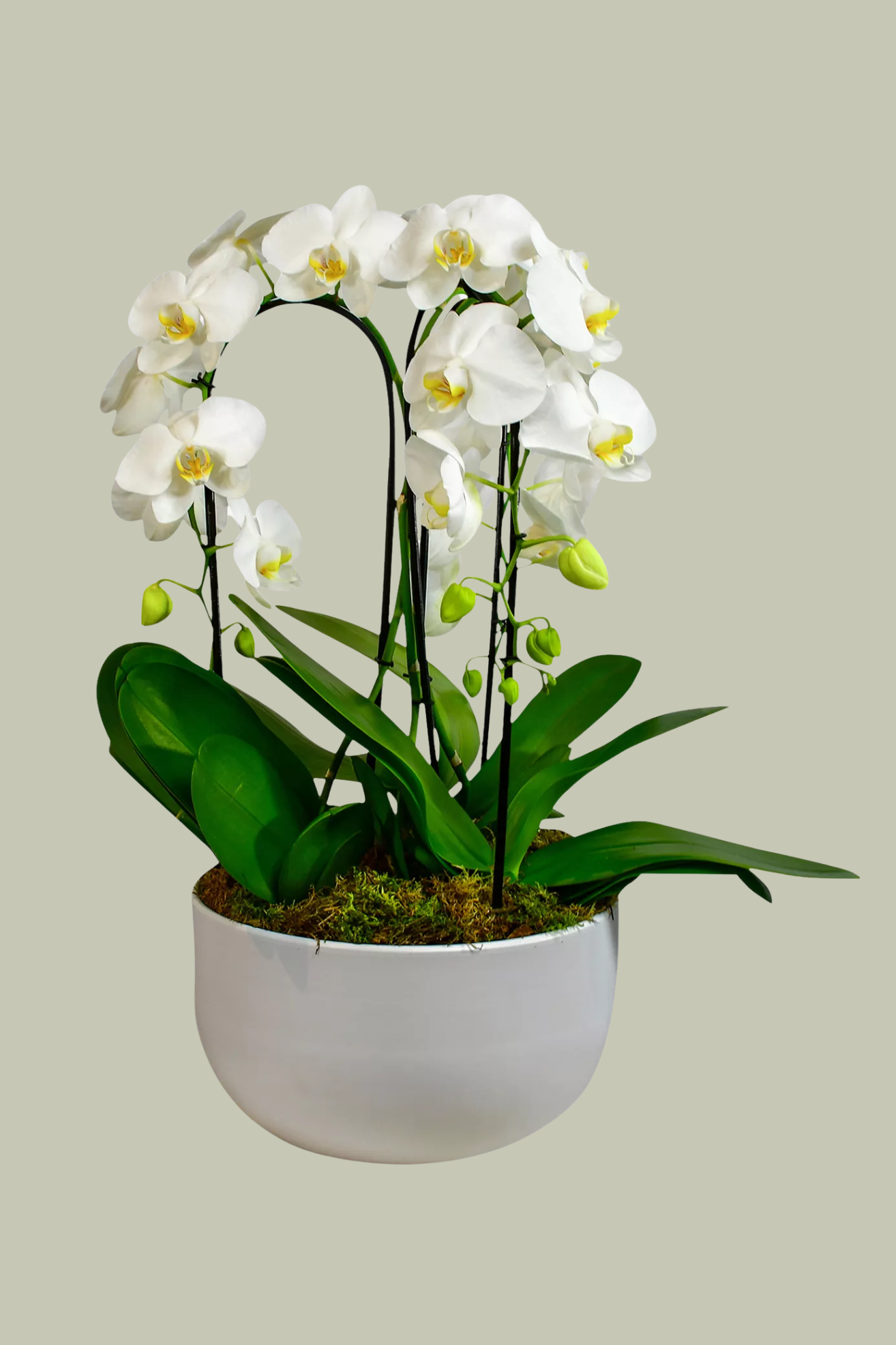 A potted white orchid