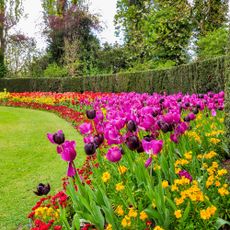Tulips in planned out formal garden