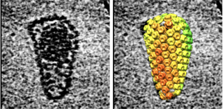 Images of HIV capsid taken with cryo-electron microscopy ( in the left image) and molecular modeling (in the right image)