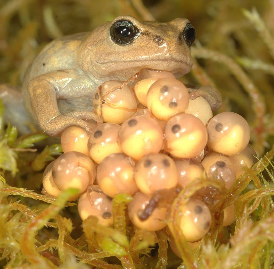 A female Bryophryne cophites attending her eggs. 