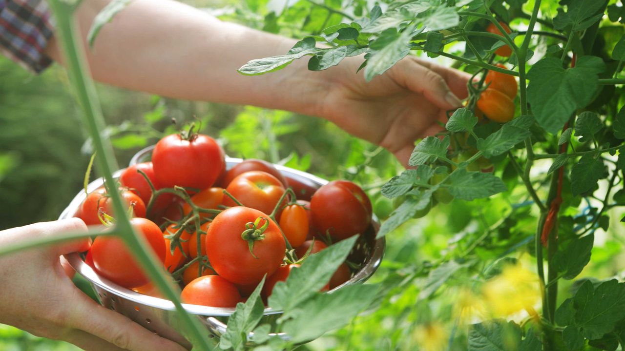 picking tomatoes