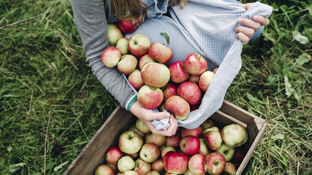 Storing apples: how to store your harvested fruit so it lasts longer
