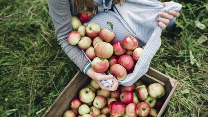 Young woman collecting apples in the fall