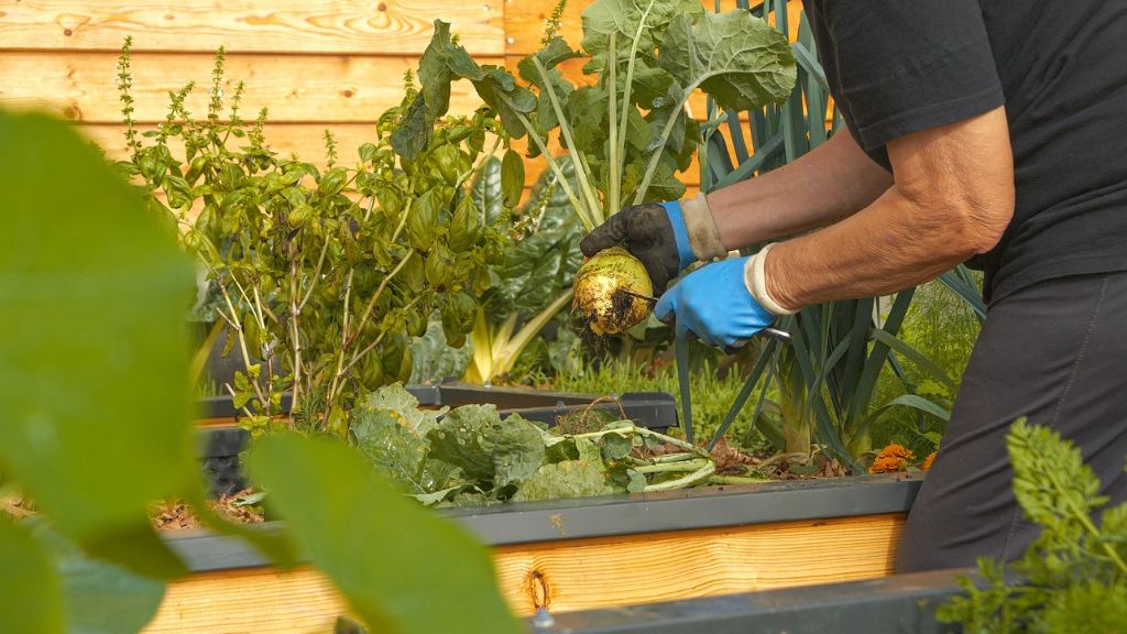 A gardener harvests a turnip