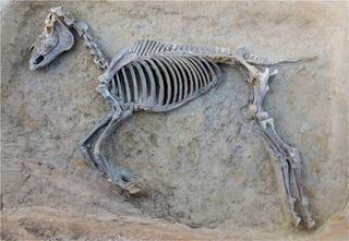 A new excavation at Phaleron, a mass cemetery just outside Athens, has revealed a mass of shackled prisoners. One of the graves includes an equine burial.