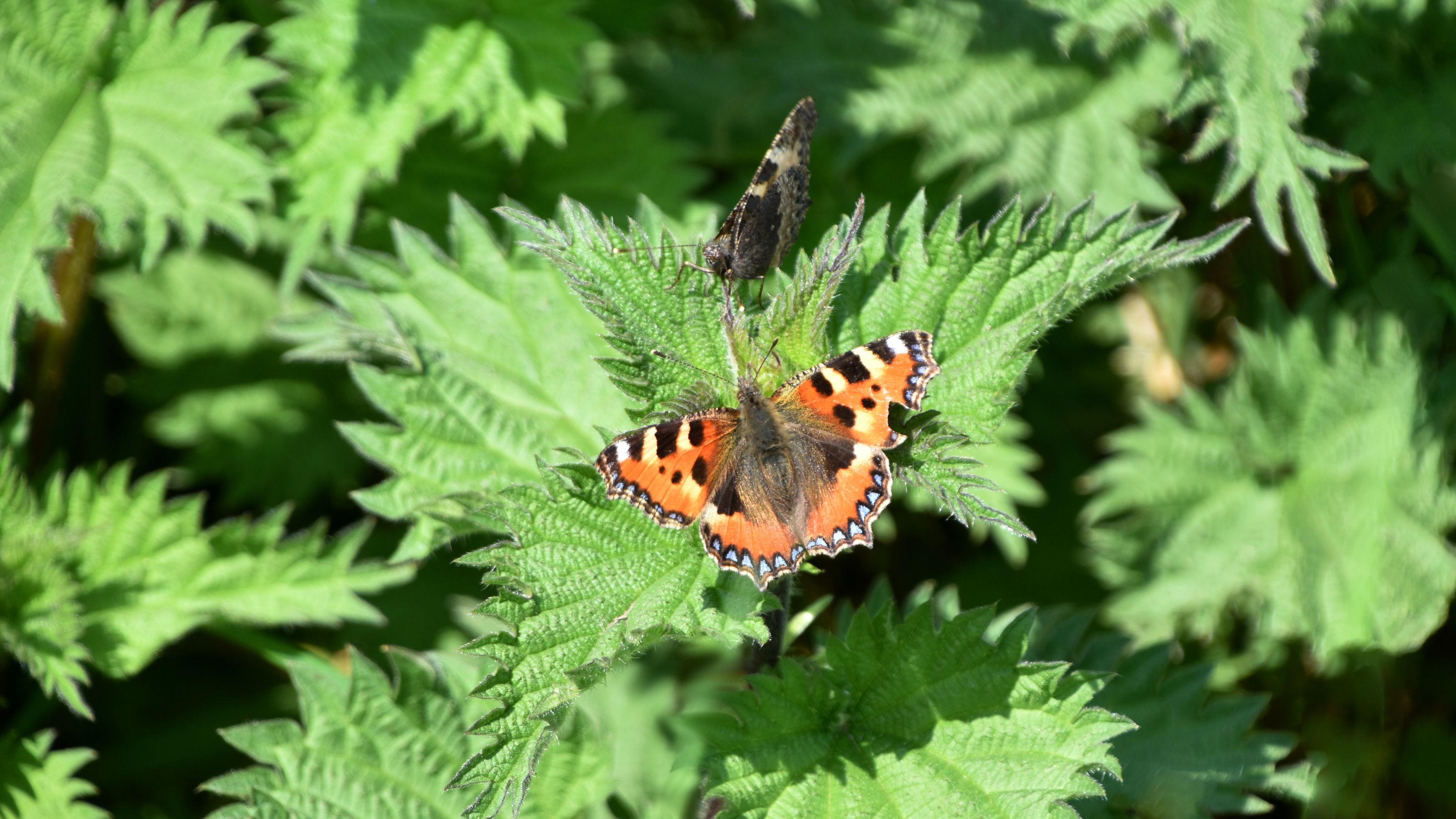 Tortoiseshell butterfly on stinging nettles in garden