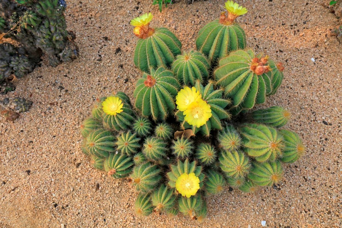 Types Of Yellow Cactus Plants Growing A Cactus With Yellow Flowers Or Spines Gardening Know How 5406