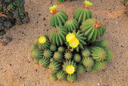 yellow cactus