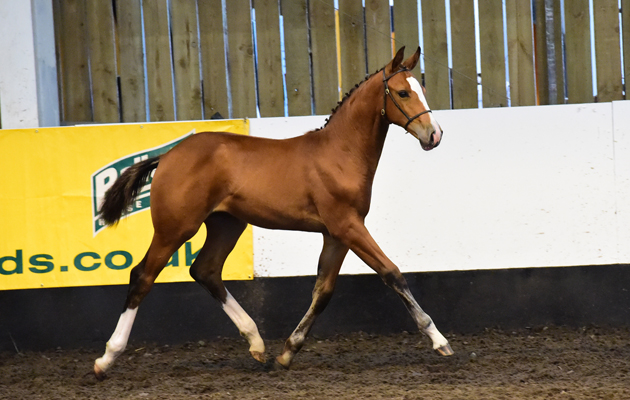 Jorvik Star (Balou Star x Cruyff)
